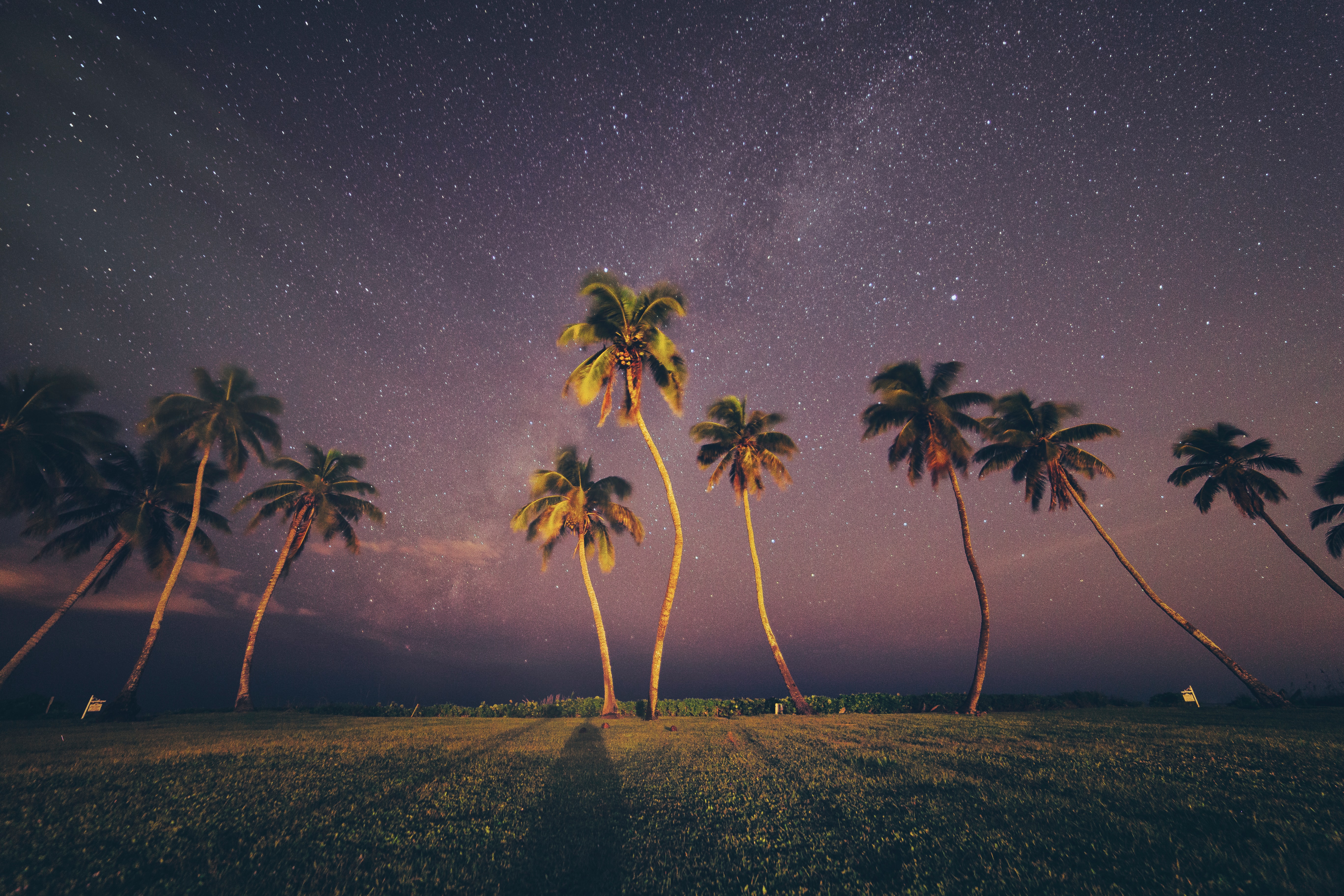 Coconut Trees Under Starry Sky